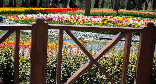 Colorful tulip flowers bloom in the garden