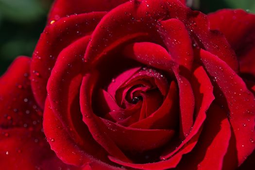 Beautiful colorful Rose Flower in close up view