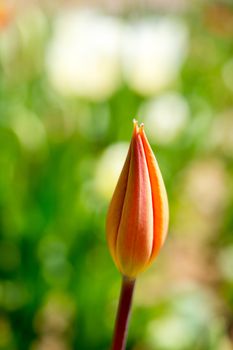 Single  Tulip Flower Blooming in Spring Season