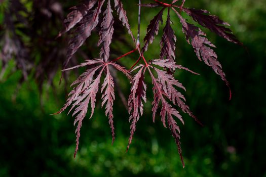 Green leaves of the spring season