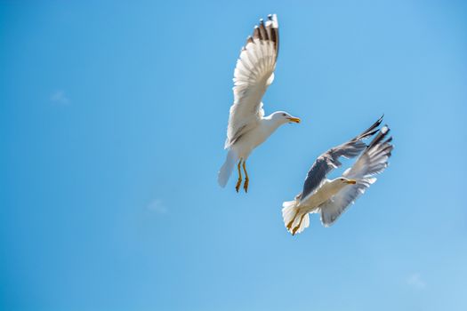 Flock of seagulls skying  in the sky