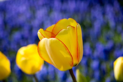 Tulip Flowers Blooming in Spring Season