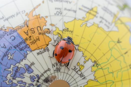 Ladybug walking on a little colorful model globe