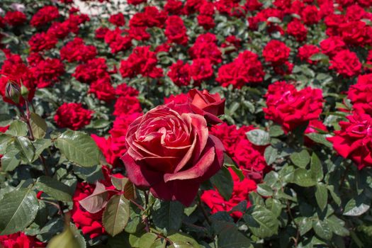 Blooming beautiful colorful roses in the garden background