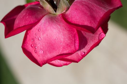 Beautiful colorful Rose Flower in close up view