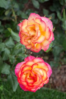 Blooming beautiful colorful roses in the garden background