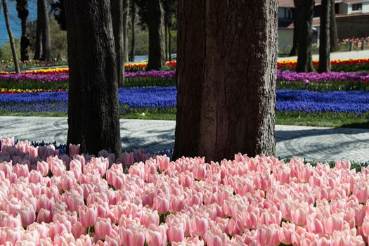 Colorful tulip flowers bloom in the garden