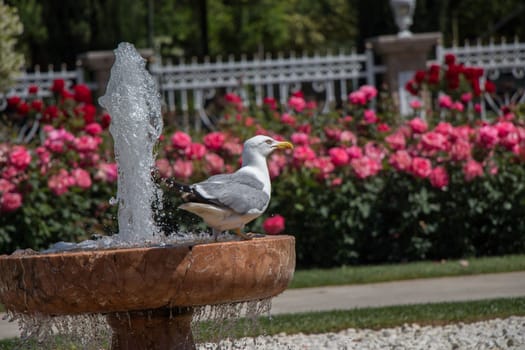 Single seagull in the park with roses