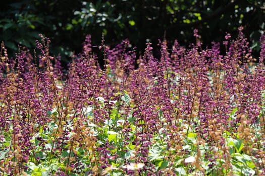 Field covered with beautiful flowers in summer time