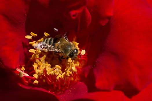 Bee is feeding on a beautiful colorful Flower pollen