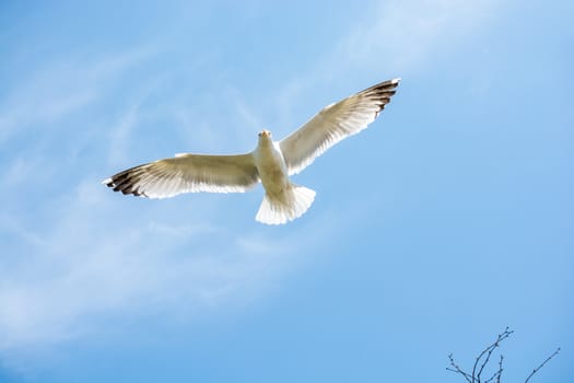 Single seagull flying in a cloudy sky as a background