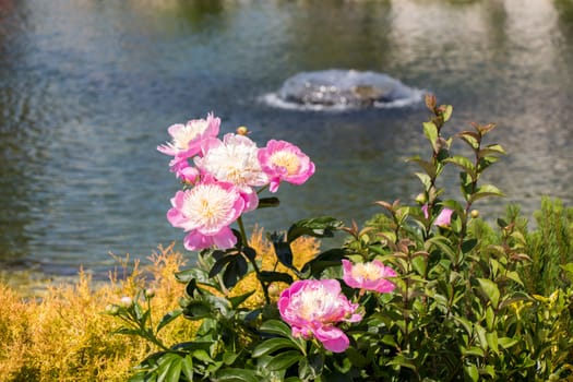 Beautiful fresh flowers as a background