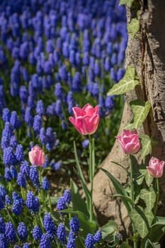 Tulip Flowers Blooming in Spring Season