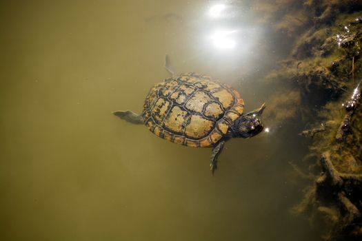 Lonely turtle swimming in the  muddy water of a lake