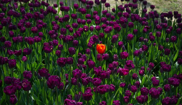 Colorful tulip flowers as a background