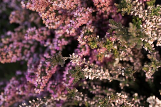 Beautiful fresh flowers as a nature background