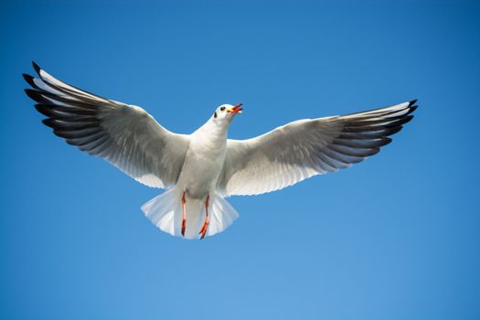 Single seagull flying in a blue sky as a background