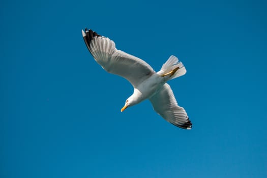 Single seagull flying in a blue sky as a background
