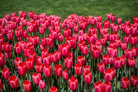 Pink color tulip flowers bloom  in the garden