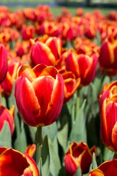 Tulip Flowers Blooming in Spring Season