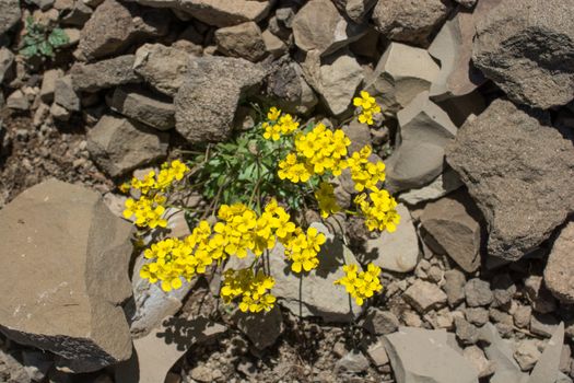 Beautiful fresh flowers in nature background
