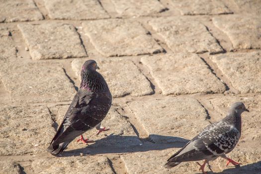 Pigeons on a stone pavement