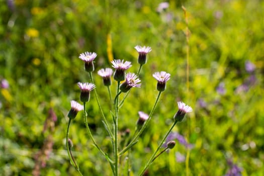 Beautiful fresh flowers in nature background