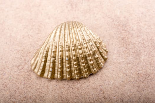Little gold colored seashell on brown background