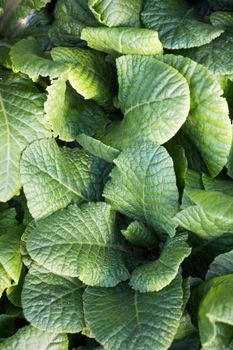 Young plant found on nature background