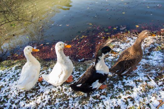 Lonely ducks are by the side of the pond