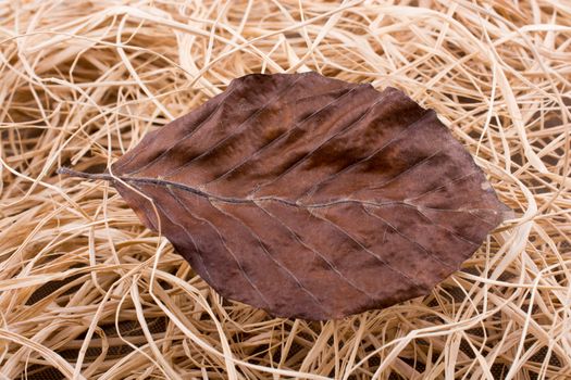 Beautiful dry autumn leaf placed on a straw background