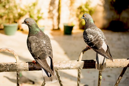 Lonely birds by live in an urban environment