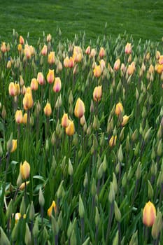 Tulip Flowers Blooming in Spring Season