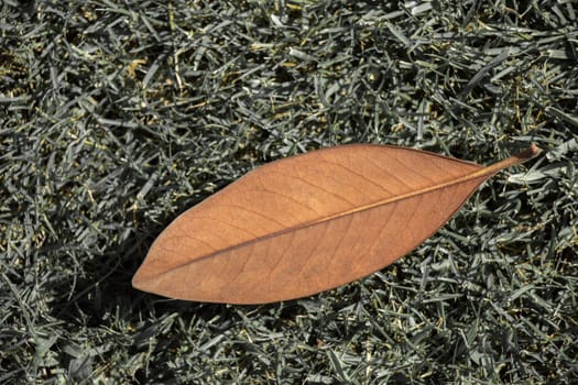 One separate dry leaf  of Autumn times