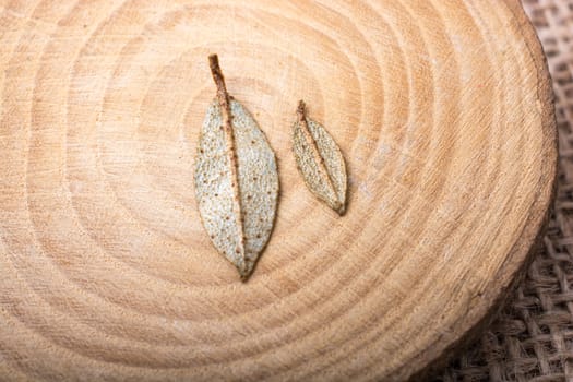 Dry green leaves on a a piece of wood on canvas