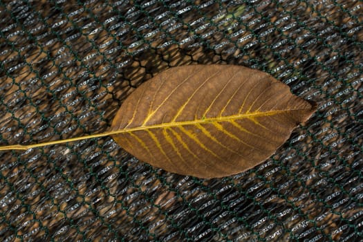 One separate dry leaf  of Autumn times