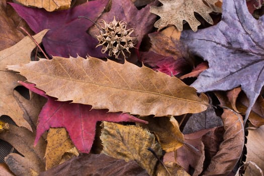 Beautiful dry leaves on as an autumn background