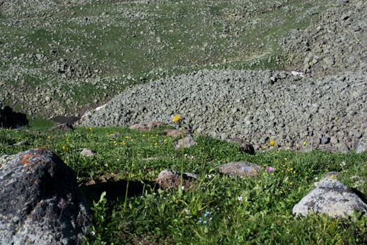 Wild grass on highland meadow in the summer time in Artvin in Turkey