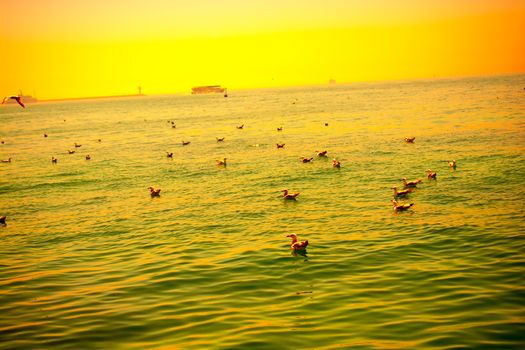 Seagull are in water of the sea