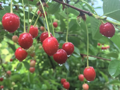 natural cherry fruit