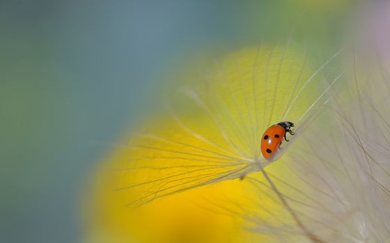ladybug on dandelion and dew drops