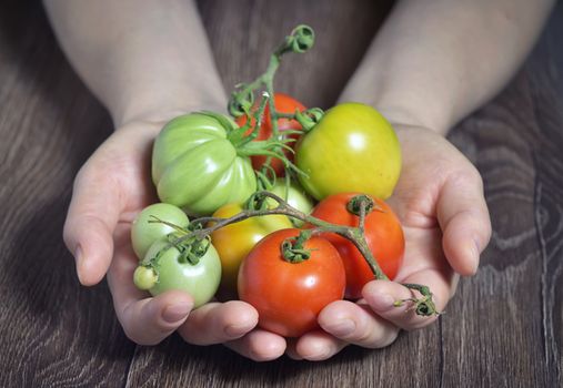 Fresh tomatoes in hands on wooden table