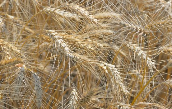 Details of ripe wheat field
