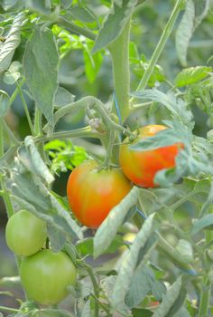 Macro unripe tomatoes in greenhouse