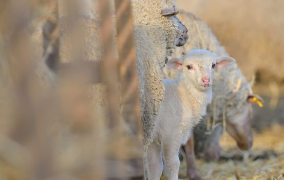 Mother sheep with  lamb on the farm