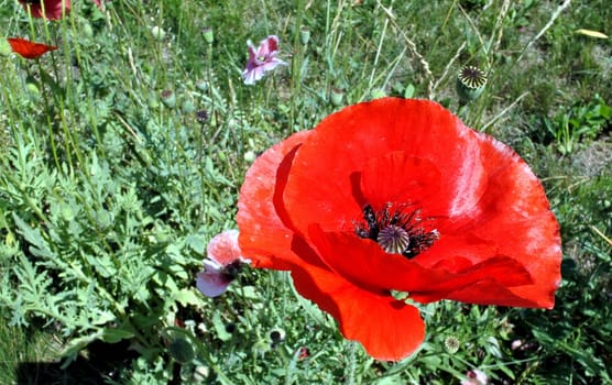 beautiful annual red poppy in bright sunlight