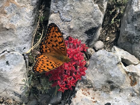 Orange butterfly on bloody flower