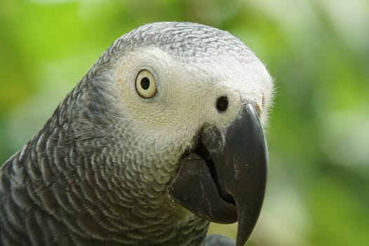 Grey Parrot, Psittacus erithacus, Principe Island, Sao Tome and Principe, Africa