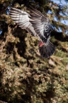 Single pigeon in the air with wings wide open