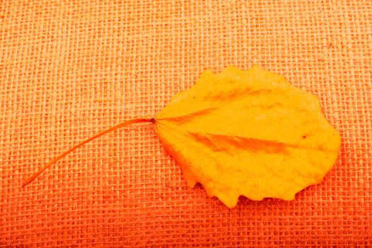 One separate dry leaf  of Autumn times